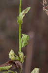 American burnweed